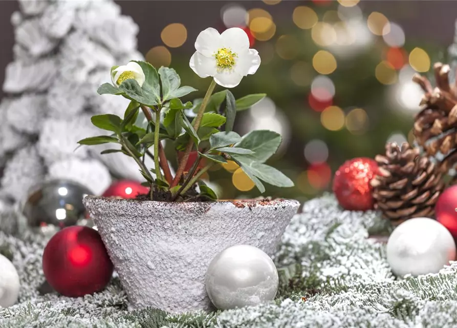 Christrose