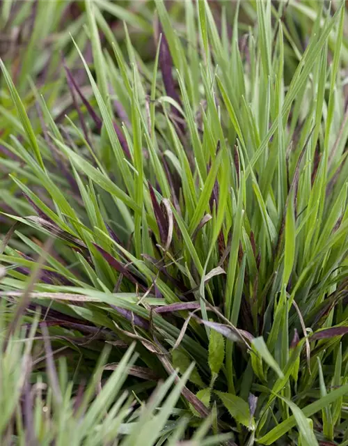 Behaarte Garten-Hainsimse 'Igel'