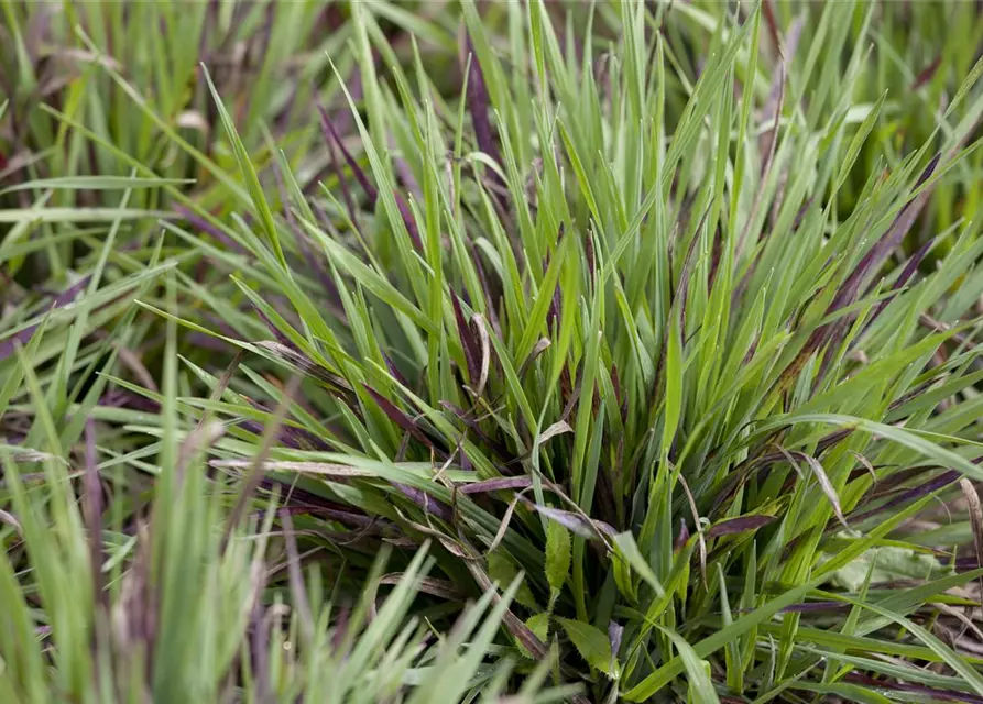 Behaarte Garten-Hainsimse 'Igel'