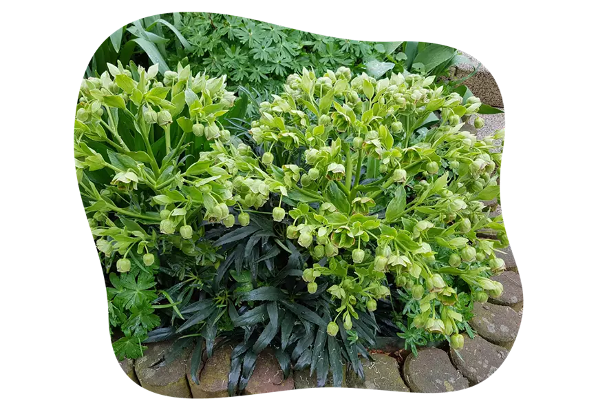 helleborus_foetidus_hohe_schattenstauden_kiefls_welt_in_gauting_bei_muenchen.png