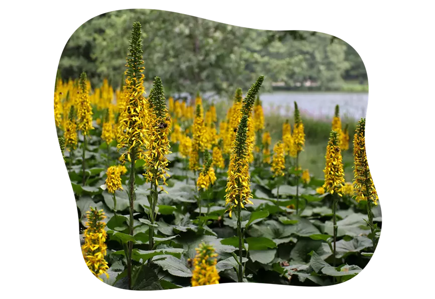 ligulaira_sibirica_hohe_schattenstauden_kiefls_welt_in_gauting_bei_muenchen.png