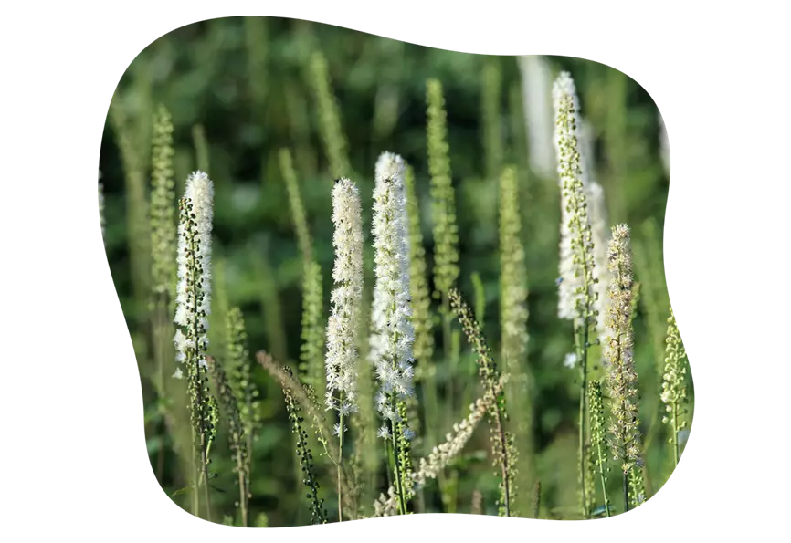 actaea_simplex_hohe_schattenstauden_kiefls_welt_in_gauting_bei_muenchen.png