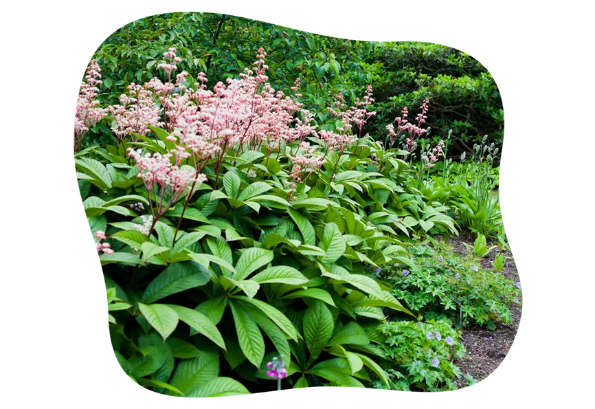 rodgersia_hohe_schattenstauden_kiefls_welt_in_gauting_bei_muenchen.png