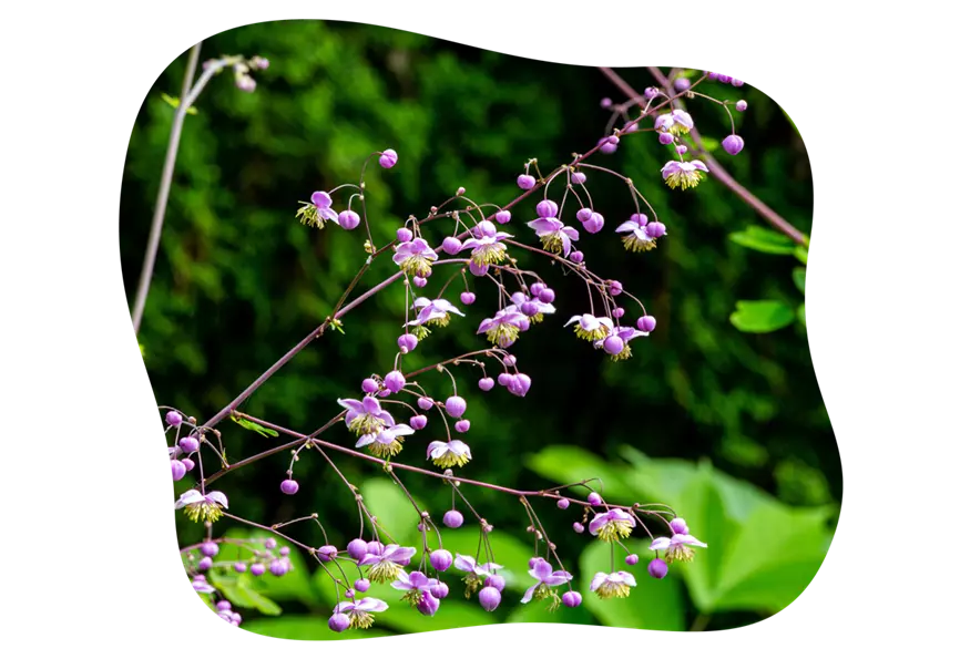 thalictrum_hohe_schattenstauden_kiefls_welt_in_gauting_bei_muenchen.png