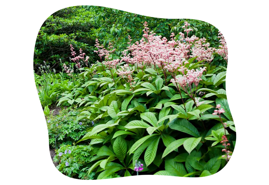 rodgersia_alternative_funkie_kiefls_welt_in_gauting_bei_muenchen.png