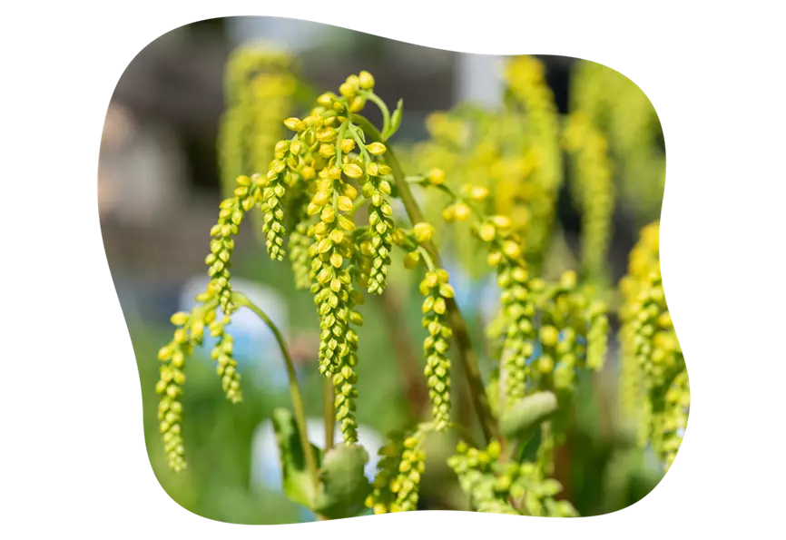 chiastophyllum_oppositifolium_alternative_funkie_kiefls_welt_in_gauting_bei_muenchen.png
