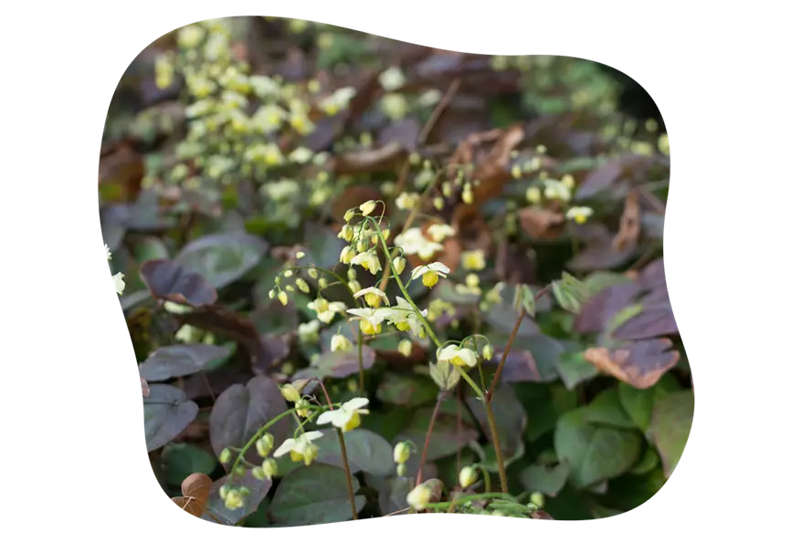 epimedium_alternative_funkie_kiefls_welt_in_gauting_bei_muenchen.png