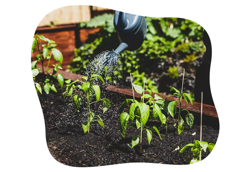 paprika_hochbeet_im_mai_kiefls_welt_in_gauting_bei_muenchen.png
