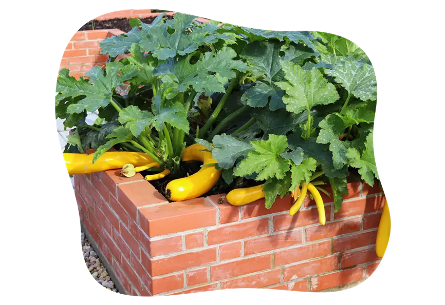 zucchini_hochbeet_im_mai_kiefls_welt_in_gauting_bei_muenchen.png