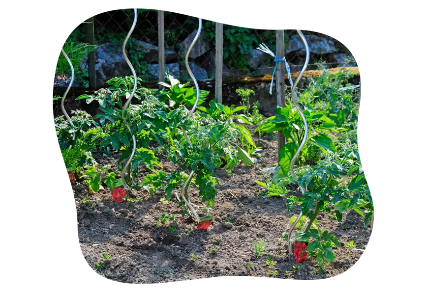 tomaten_pflege_hochbeet_im_mai_kiefls_welt_in_gauting_bei_muenchen.png