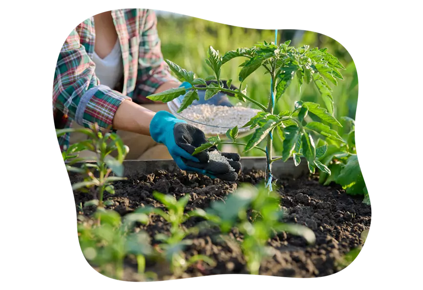tomaten_pflege_hochbeet_im_mai_kiefls_welt_in_gauting_bei_muenchen_3.png