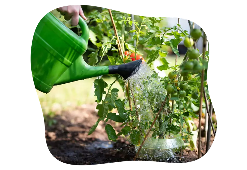 tomaten_pflege_hochbeet_im_mai_kiefls_welt_in_gauting_bei_muenchen_2.png