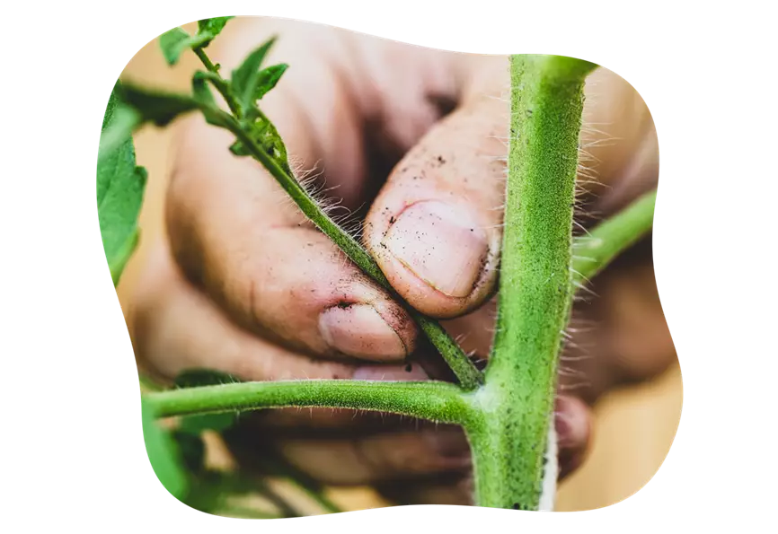tomaten_pflege_hochbeet_im_mai_kiefls_welt_in_gauting_bei_muenchen_5.png