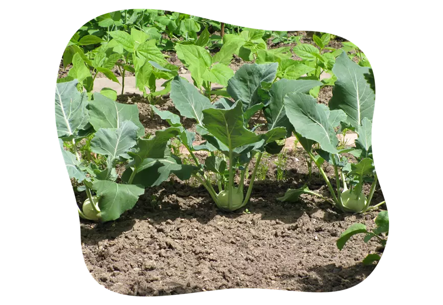 kohlrabi_haltbar_machen_kiefls_welt_in_gauting_bei_muenchen_4.png