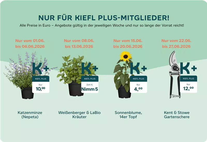 Kiefl Plus Angebote Juni 2026 Webseite.png