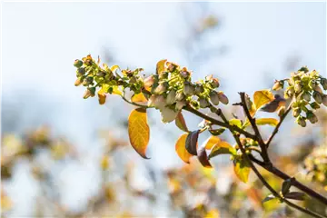 Beerensträucher pflegen – So gibt es bald viele leckere Snacks