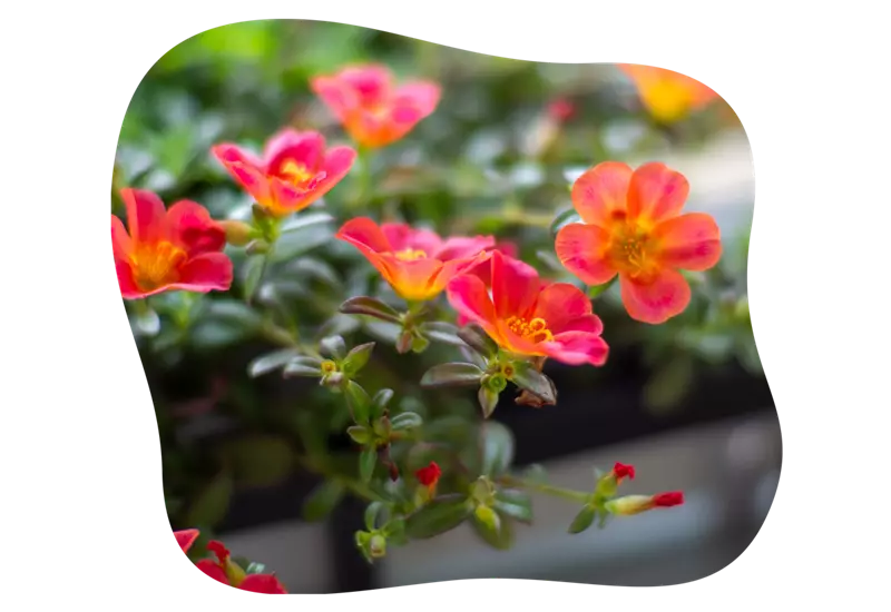 portulaca_grandiflora_trockenheitsvertraegliche_pflanzen_kiefls_welt_in_gauting_bei_muenchen_1.png