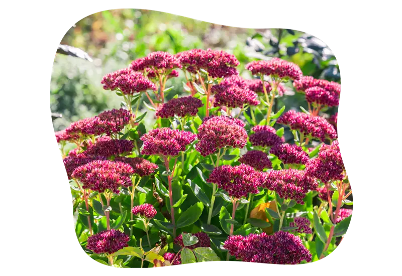 sedum_trockenheitsvertraegliche_pflanzen_kiefls_welt_in_gauting_bei_muenchen_2.png