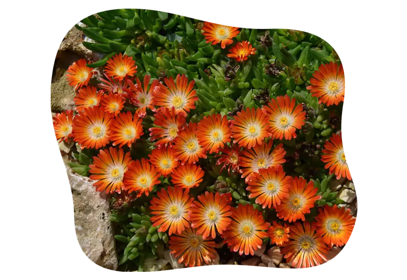 delosperma_trockenheitsvertraegliche_pflanzen_kiefls_welt_in_gauting_bei_muenchen_2.png