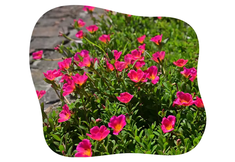 portulaca_grandiflora_trockenheitsvertraegliche_pflanzen_kiefls_welt_in_gauting_bei_muenchen_2.png