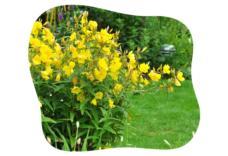 nachtkerze_im_garten_kiefls_welt_in_gauting_bei_muenchen_1.png