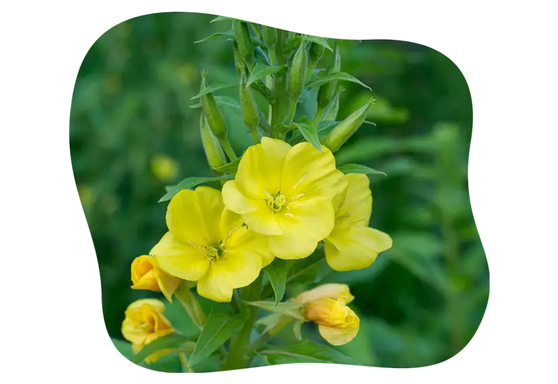nachtkerze_im_garten_kiefls_welt_in_gauting_bei_muenchen_5.png