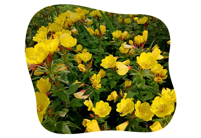 nachtkerze_im_garten_kiefls_welt_in_gauting_bei_muenchen_4.png
