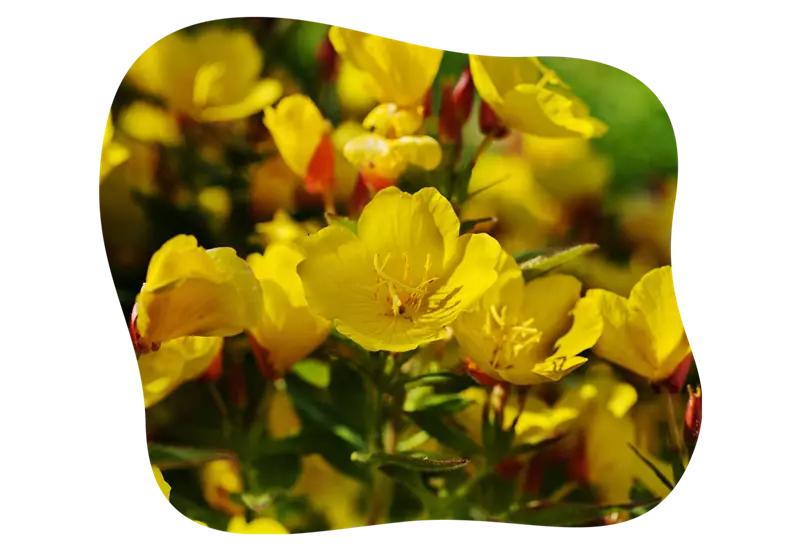 nachtkerze_im_garten_kiefls_welt_in_gauting_bei_muenchen_2.png