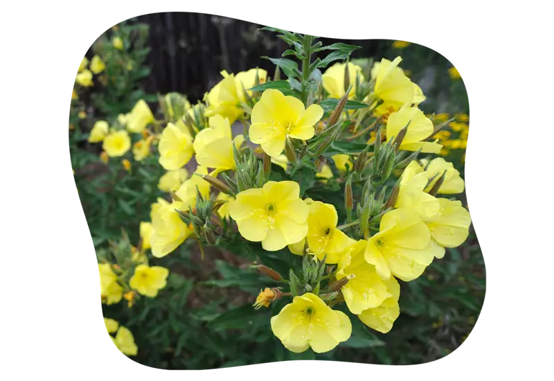 nachtkerze_im_garten_kiefls_welt_in_gauting_bei_muenchen_6.png