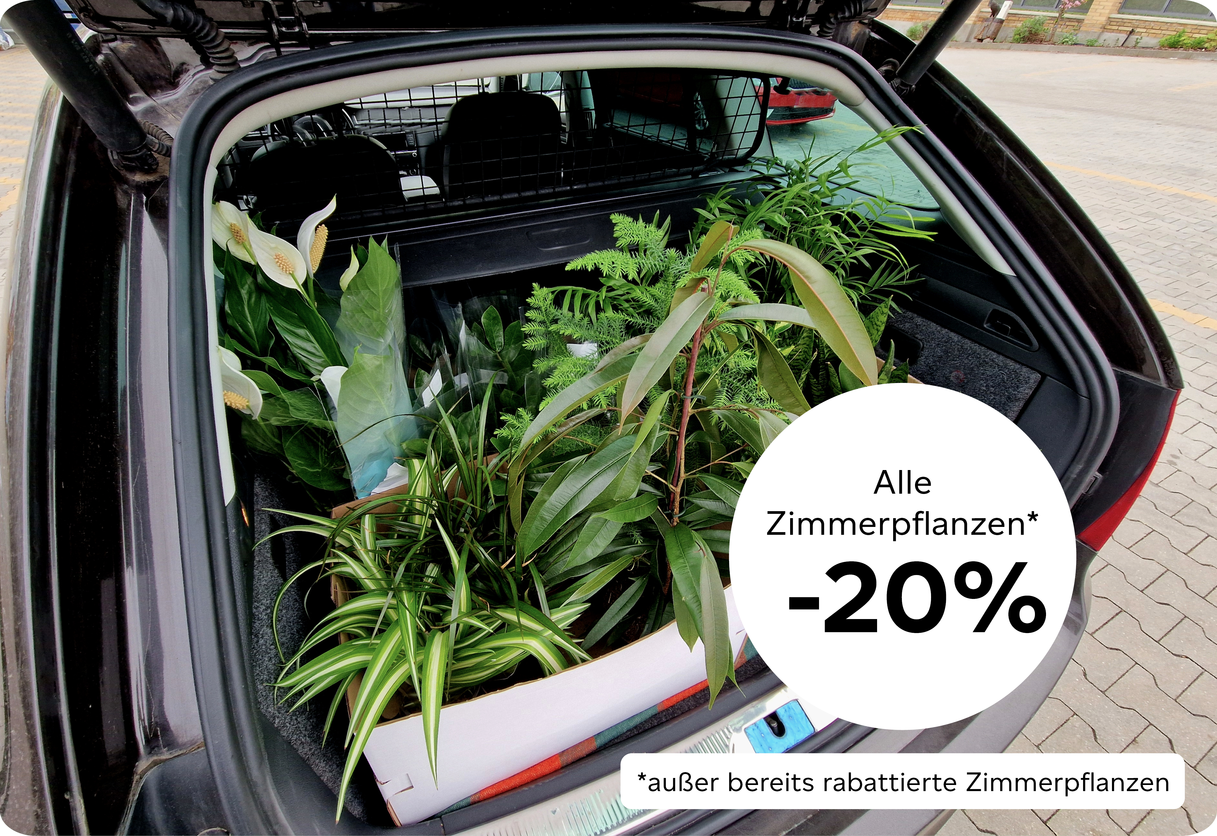 zimmerpflanzen-20-prozent-in-kiefls-welt-in-gauting-bei-muenchen.png