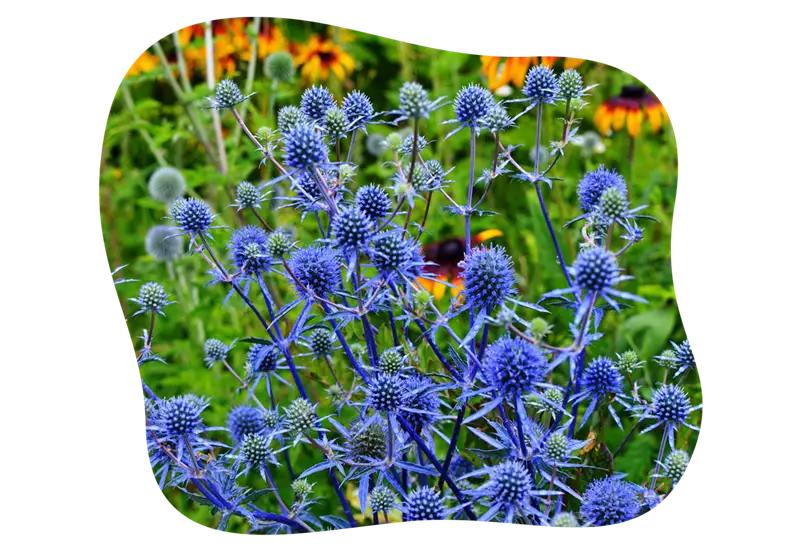 schneckenunliebsame_stauden_sonne_kiefls_welt_in_gauting_bei_muenchen_edeldistel.png