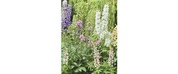 BLÜHENDER GARTEN! AUSDAUERNDE STAUDEN FÜR TERRASSEN UND BEETE. 