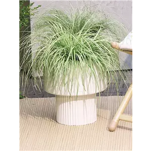 NATÜRLICH SCHÖN! GRÄSER FÜR EIN STILVOLLES GARTENAMBIENTE. 