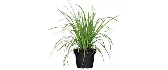 NATÜRLICH SCHÖN! GRÄSER FÜR EIN STILVOLLES GARTENAMBIENTE. 