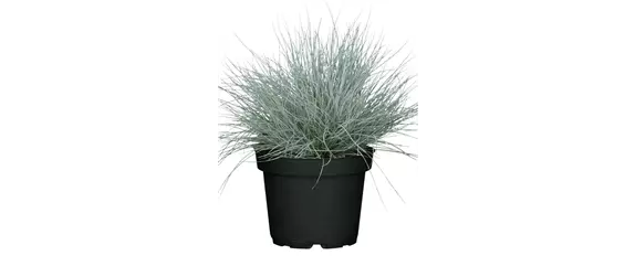 NATÜRLICH SCHÖN! GRÄSER FÜR EIN STILVOLLES GARTENAMBIENTE. 