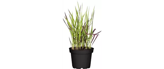 NATÜRLICH SCHÖN! GRÄSER FÜR EIN STILVOLLES GARTENAMBIENTE. 