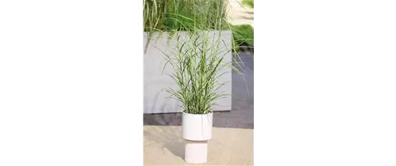 NATÜRLICH SCHÖN! GRÄSER FÜR EIN STILVOLLES GARTENAMBIENTE. 