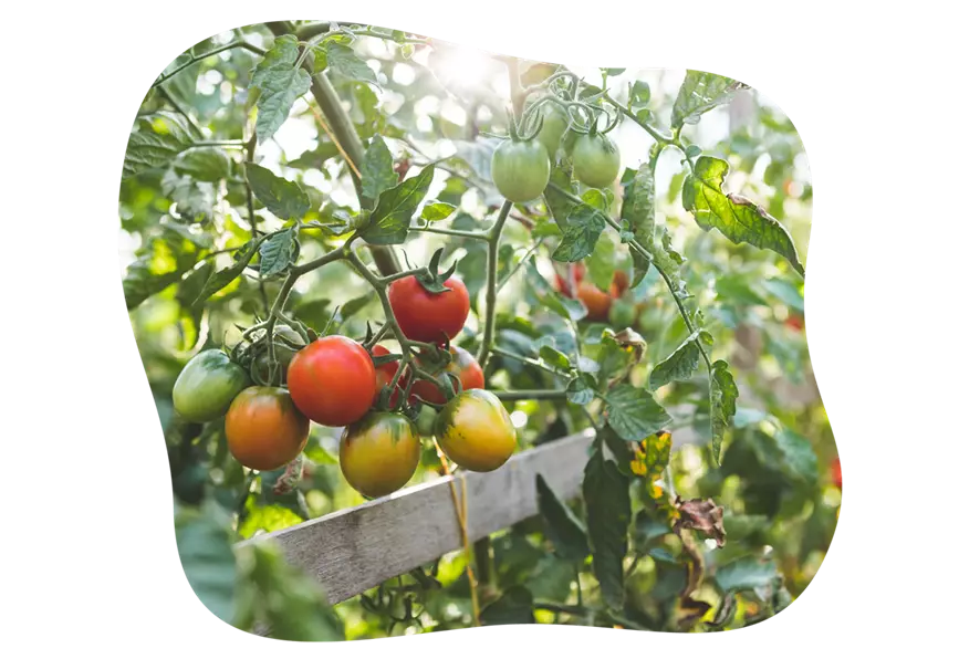 buschtomaten-richtig-pflegen_kiefls_welt_in_gauting_bei_muenchen_3.png