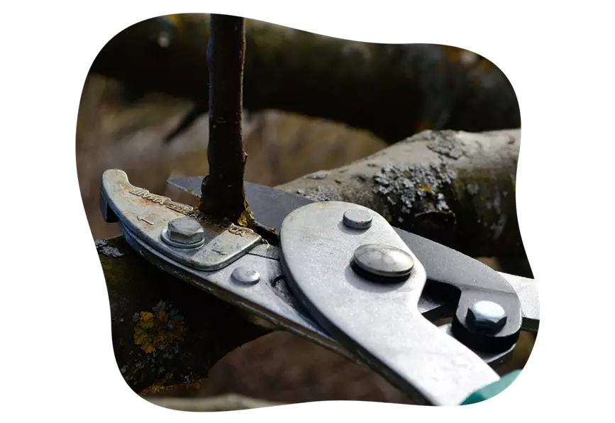 wasserschosse-entfernen_kiefls_welt_in_gauting_bei_muenchen_1.png