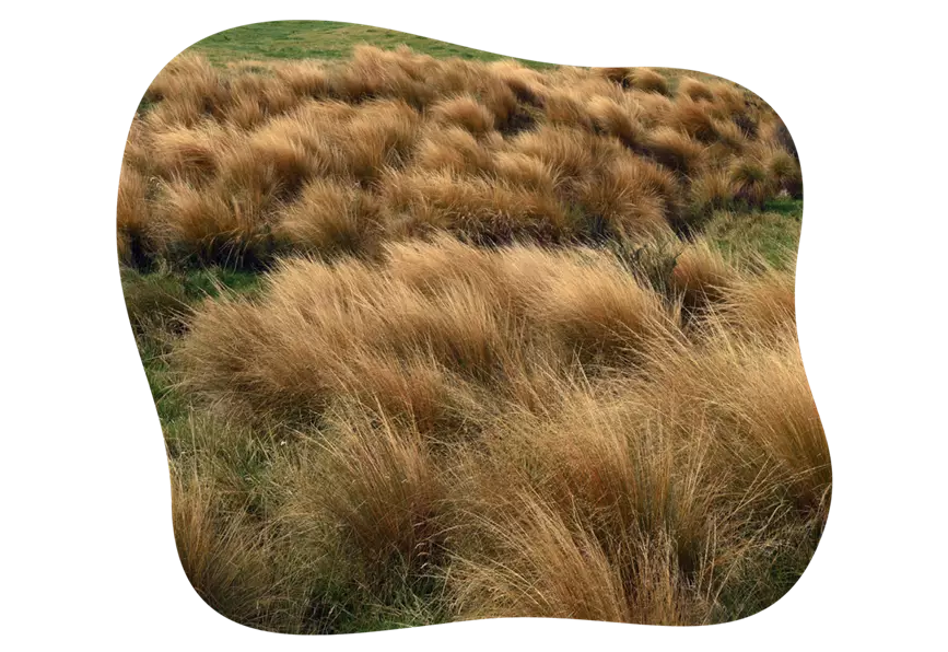 chionochloa_rubra_kiefls_welt_in_gauting_bei_muenchen.png