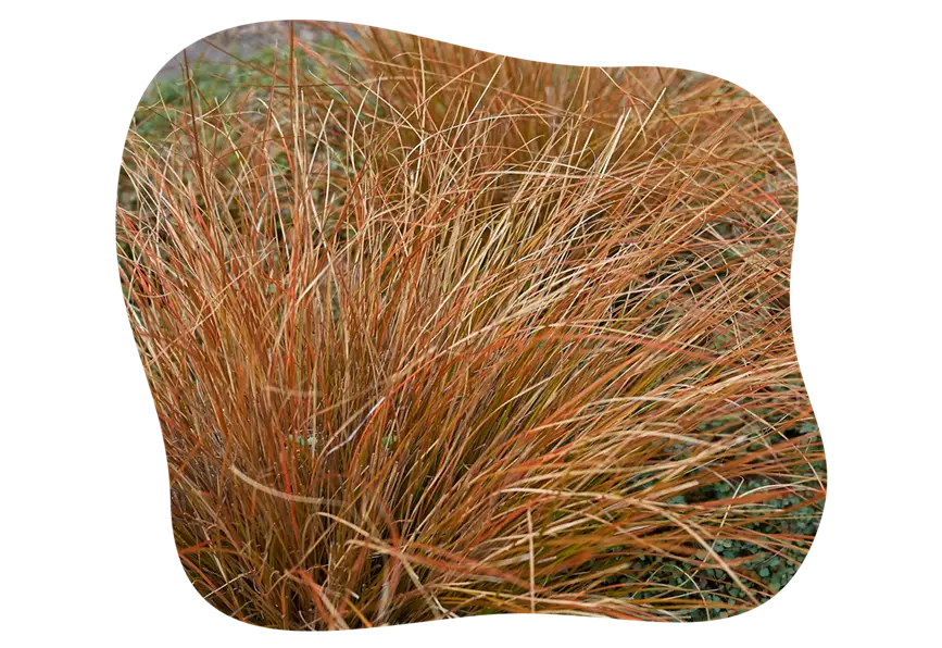 carex_buchananii_kiefls_welt_in_gauting_bei_muenchen.png