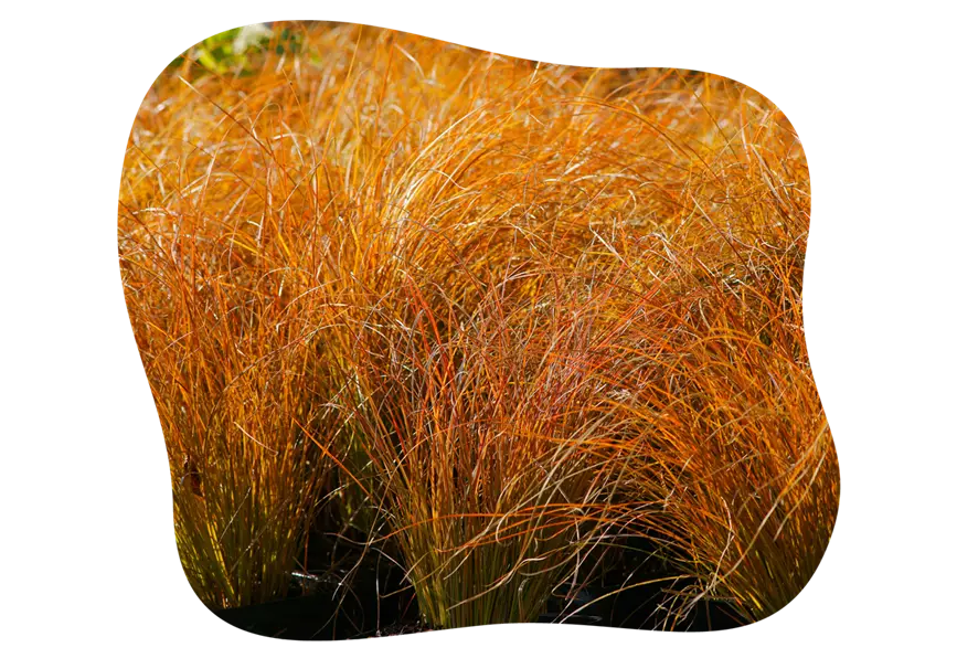 carex_testacea_kiefls_welt_in_gauting_bei_muenchen.png