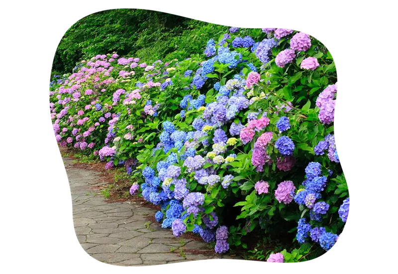 Hydrangea_macrophylla_kiefls_welt_in_gauting_bei_muenchen.png