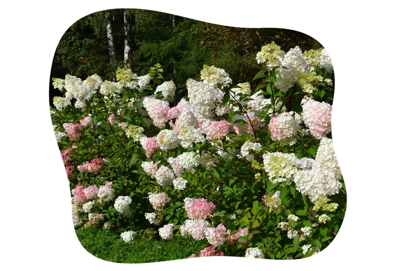 Hydrangea_paniculata_kiefls_welt_in_gauting_bei_muenchen.png
