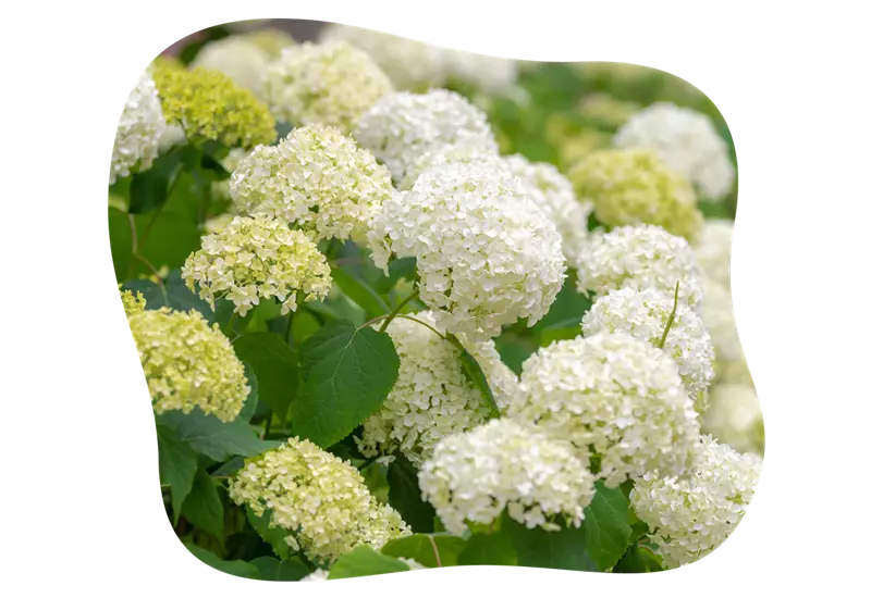 Hydrangea_arborescens_kiefls_welt_in_gauting_bei_muenchen.png