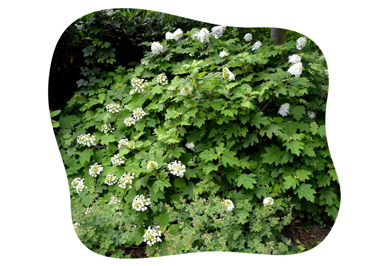 Hydrangea_quercifolia_kiefls_welt_in_gauting_bei_muenchen.png