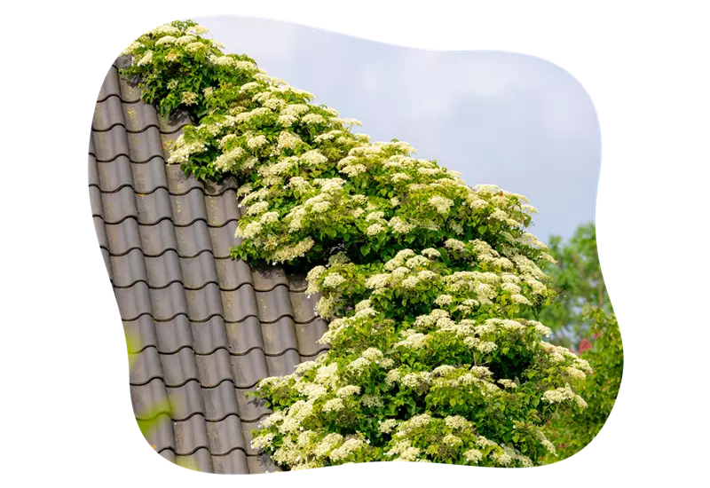 Hydrangea_petiolarisa_kiefls_welt_in_gauting_bei_muenchen.png