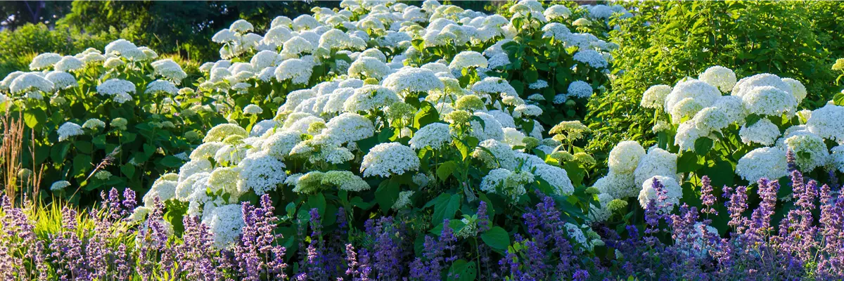 Alternate Text