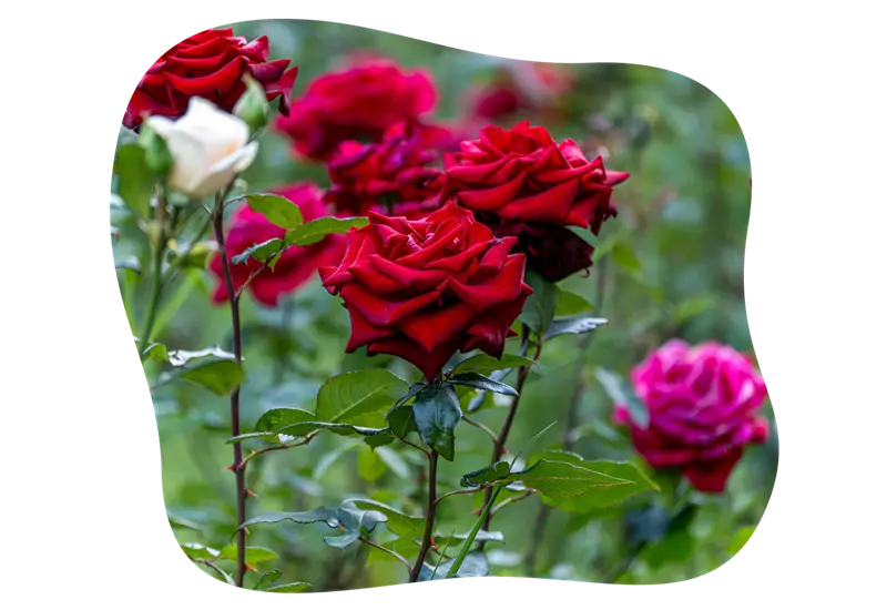 rosenarten_edelrosen_kiefls_welt_in_gauting_bei_muenchen.png
