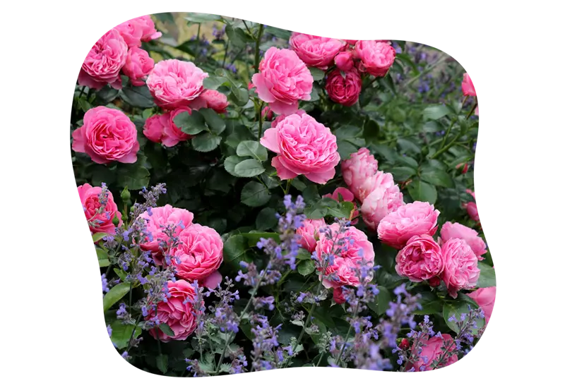 rosenarten_beetrosen_kiefls_welt_in_gauting_bei_muenchen.png